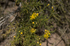 Senecio subulatus