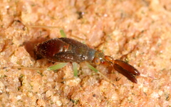 Heterotoma planicornis