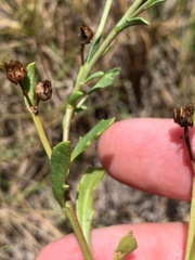 Sphaeromorphaea major