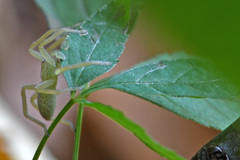 Micrommata virescens