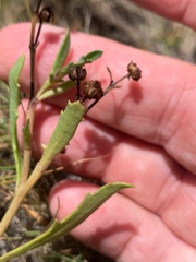 Sphaeromorphaea major