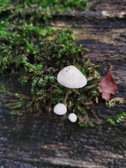 Mycena galopus