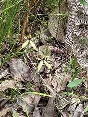 Caladenia macrostylis