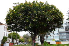 Ficus elastica