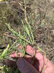 Sphaeromorphaea major