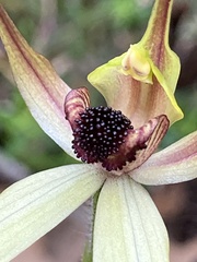 Caladenia macrostylis
