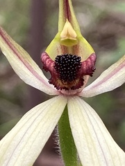 Caladenia macrostylis