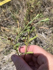 Sphaeromorphaea major