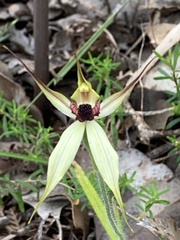 Caladenia macrostylis