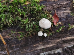 Mycena galopus