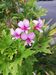 Pelargonium citronellum