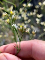 Limonium solanderi