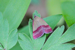 Phytometra viridaria