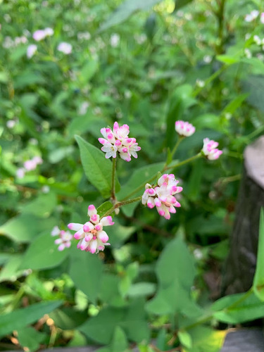 Thunberg’s smartweed