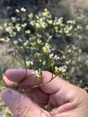 Limonium solanderi