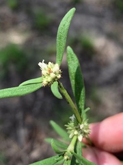 Spermacoce brachystema