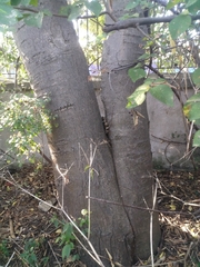 Celtis australis