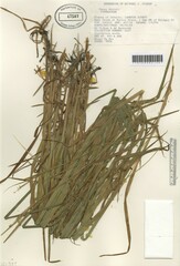 Carex davisii