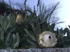 Protea magnifica