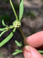 Spermacoce brachystema