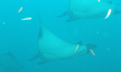 Mobula eregoodoo
