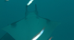Mobula eregoodoo