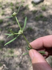 Spermacoce brachystema