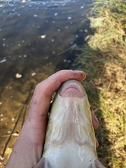 Moxostoma macrolepidotum