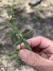 Spermacoce brachystema