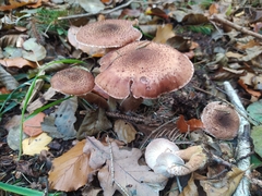Armillaria ostoyae