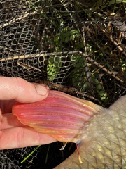 Moxostoma macrolepidotum