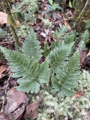 Davallia repens