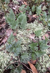 Davallia repens