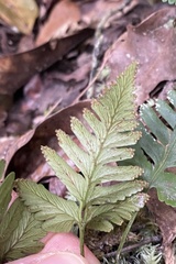 Davallia repens