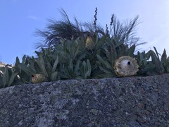 Protea magnifica