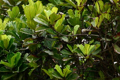 Ficus lyrata