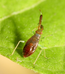Heterotoma planicornis