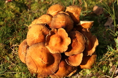 Physalacriaceae