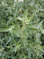 Atriplex sagittata