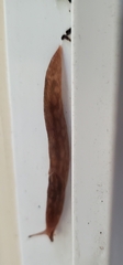 Limacus