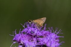 Hesperia meskei straton