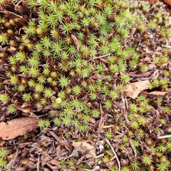 Polytrichum
