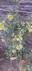 Cestrum parqui