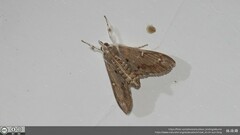 Pyraustinae