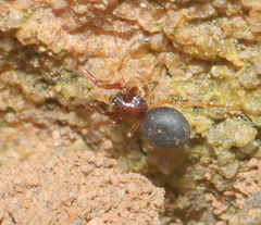 Trachelidae