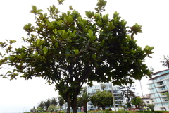 Ficus lyrata