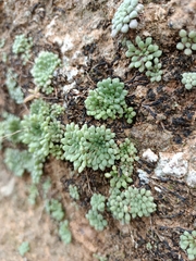 Monanthes brachycaulos image