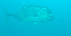 Caranx ignobilis