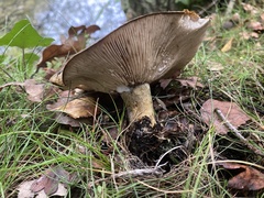 Lactarius turpis
