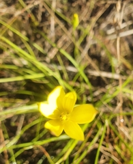 Moraea fugacissima